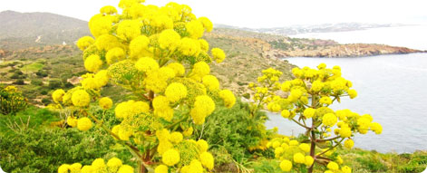 Cyprus yellow flowers