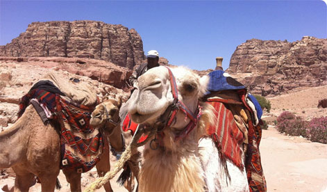 Kamel, Jordan